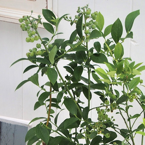 果樹「ブルーベリー2本植え」