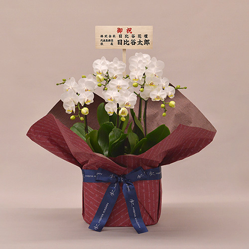 ミディ胡蝶蘭（ホワイト）5本立ち【シェアオーキッド】