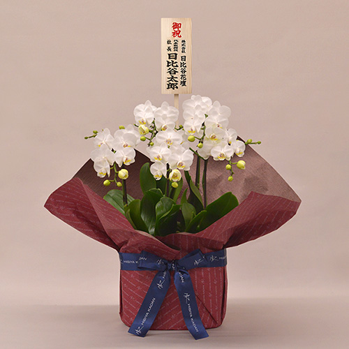 ミディ胡蝶蘭（ホワイト）5本立ち【シェアオーキッド】