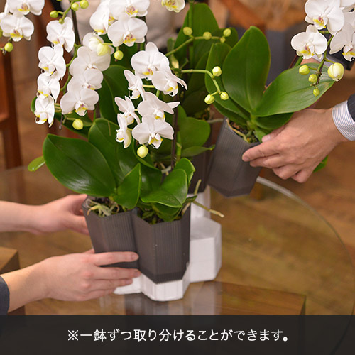 ミディ胡蝶蘭（ホワイト）7本立ち【シェアオーキッド】