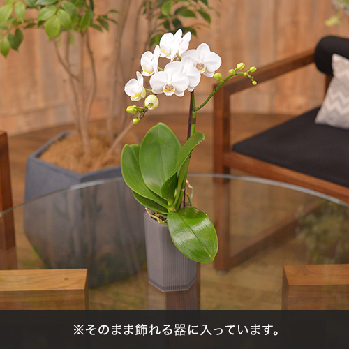 ミディ胡蝶蘭（ホワイト）7本立ち【シェアオーキッド】