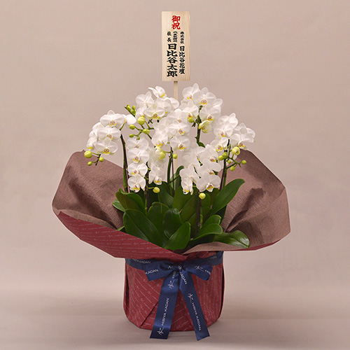 ミディ胡蝶蘭（ホワイト）7本立ち【シェアオーキッド】