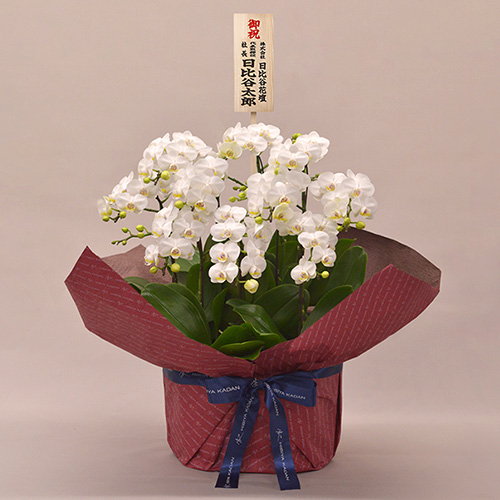 ミディ胡蝶蘭（ホワイト）10本立ち【シェアオーキッド】