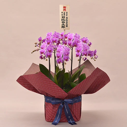 ミディ胡蝶蘭（ピンク）5本立ち【シェアオーキッド】