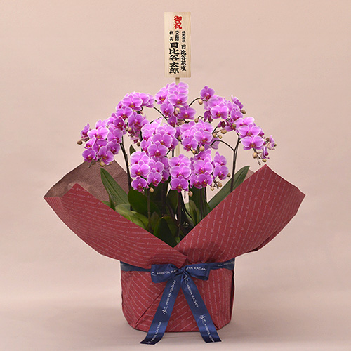 ミディ胡蝶蘭（ピンク）10本立ち【シェアオーキッド】