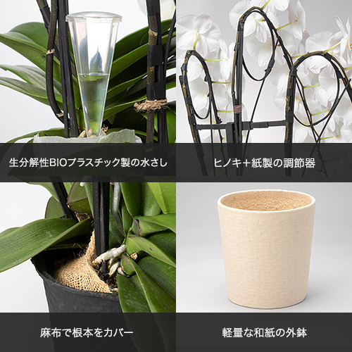 胡蝶蘭（ホワイト）3本立ち【フォアス】