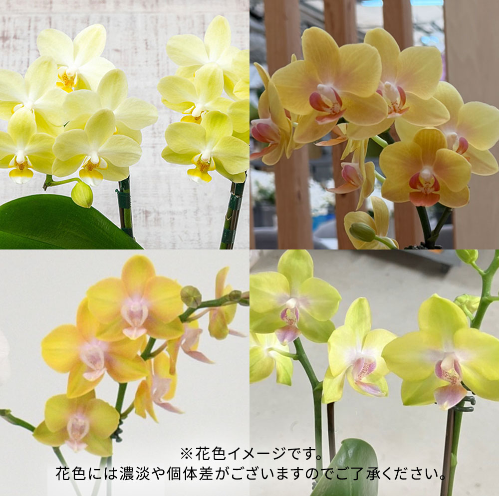 ミディ胡蝶蘭 (イエロー系 2本立ち)