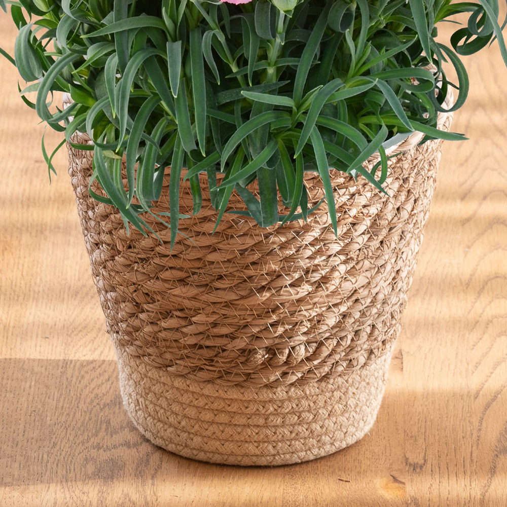 母の日 カーネーション「ひなあられ」