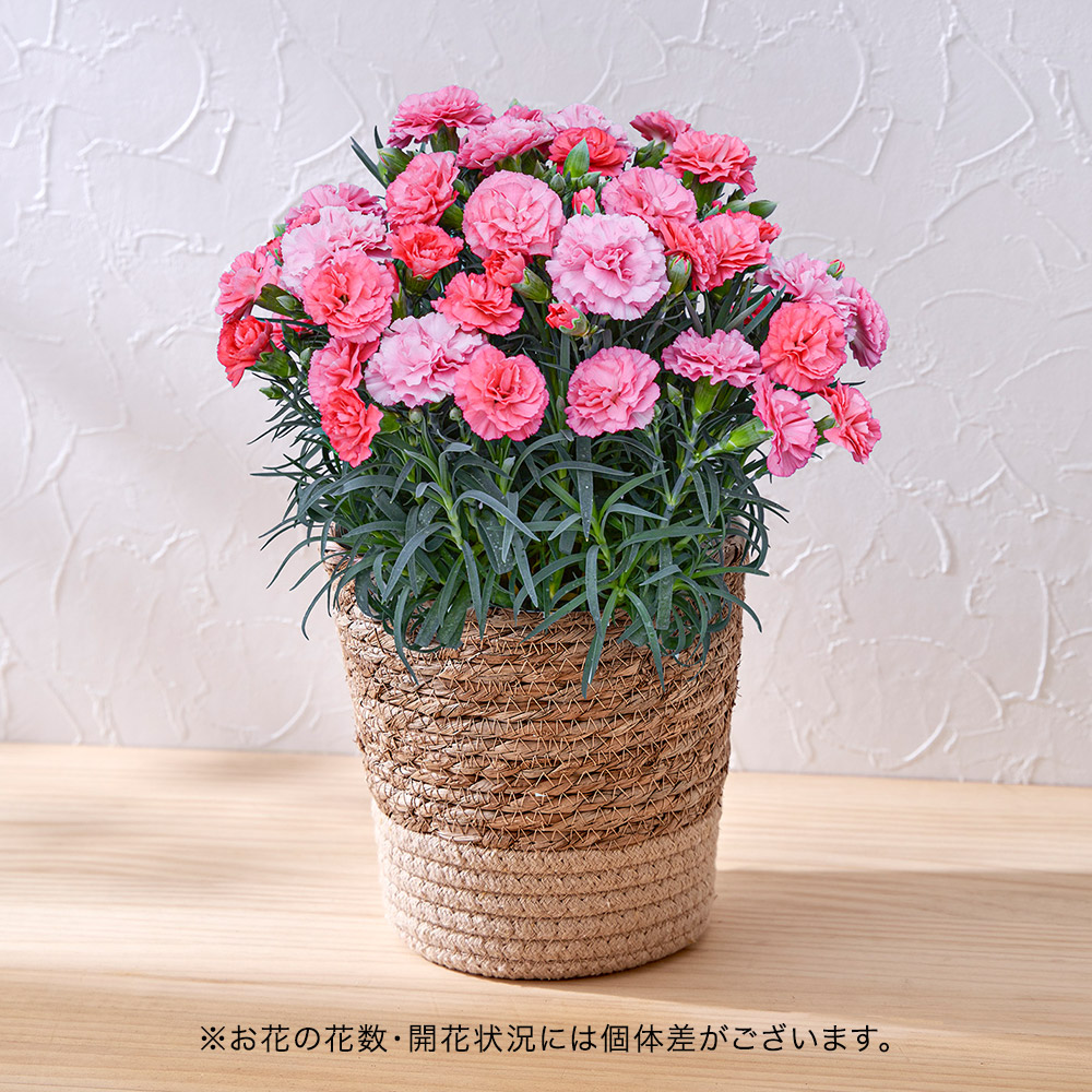 母の日 カーネーション「さくらもなか」