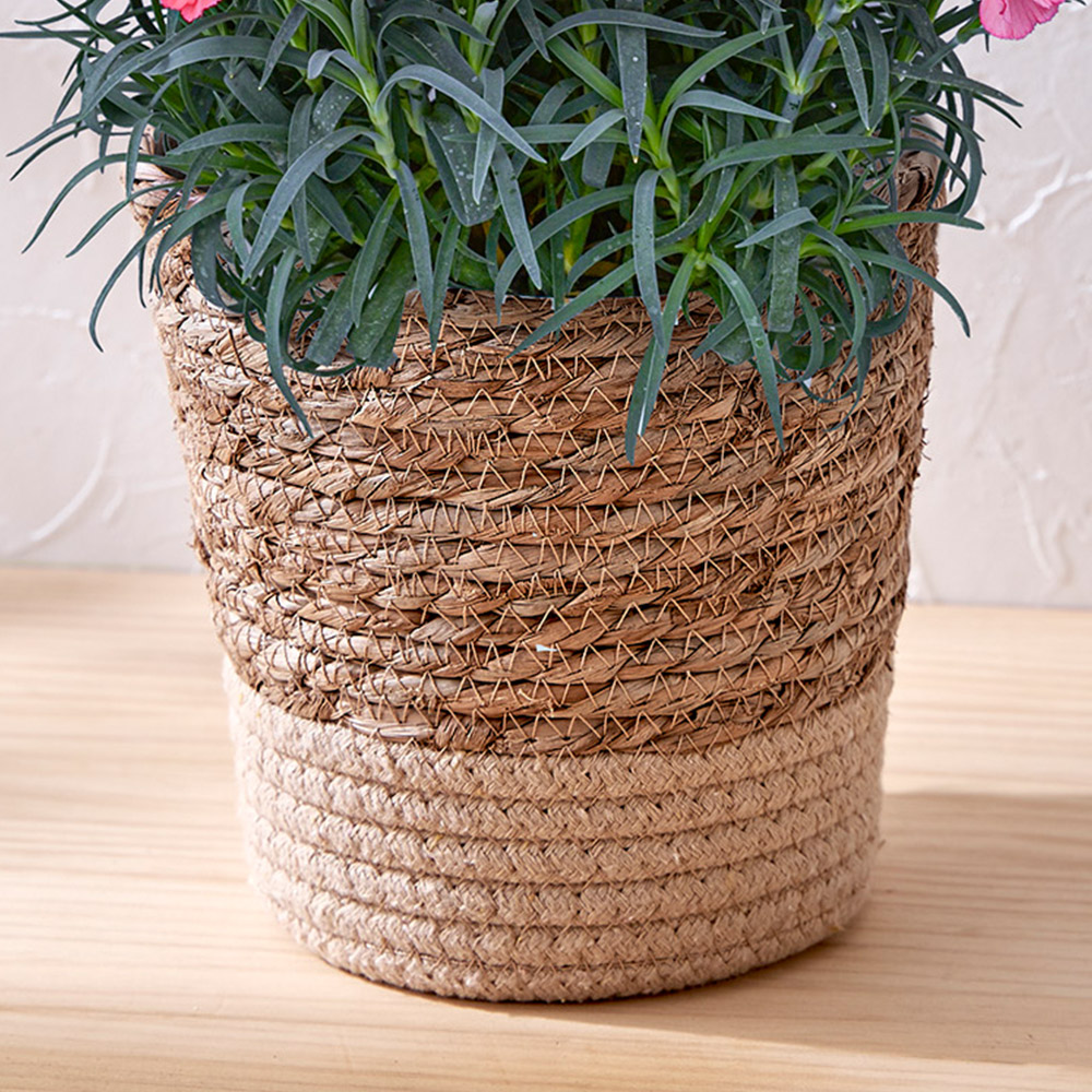母の日 カーネーション「さくらもなか」