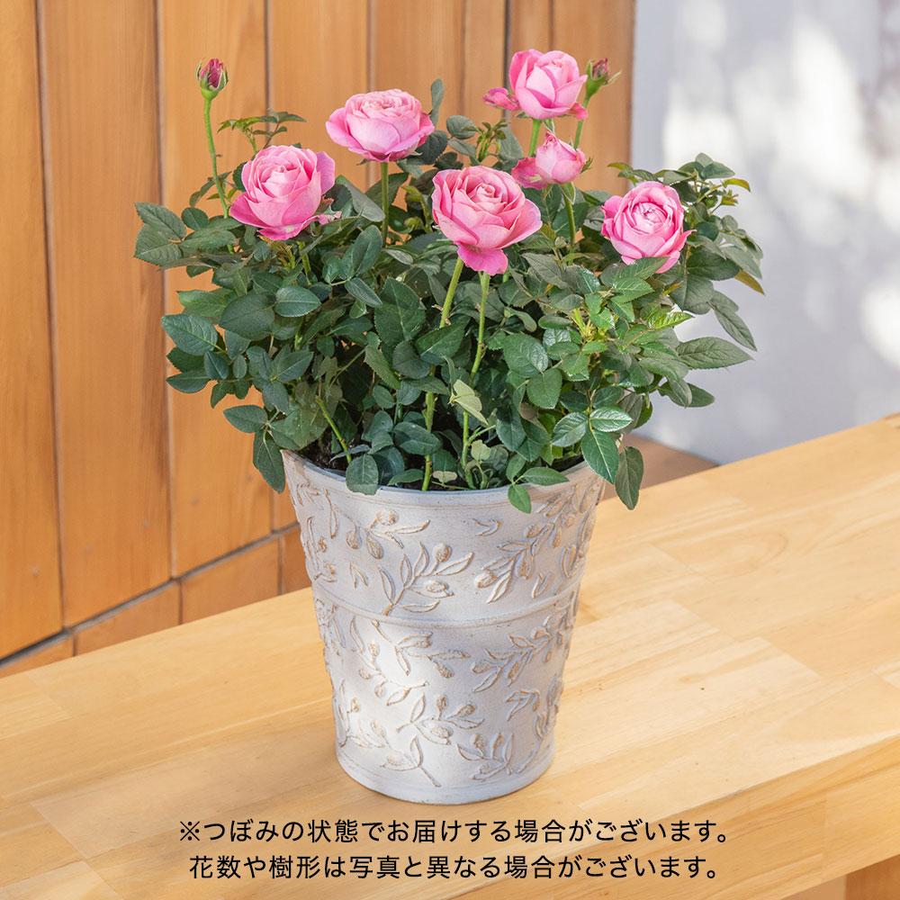 母の日 大西 隆コレクション ミニバラ「ピンクインフィニティ」