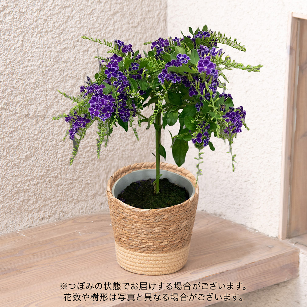 母の日 デュランタ「タカラヅカ」