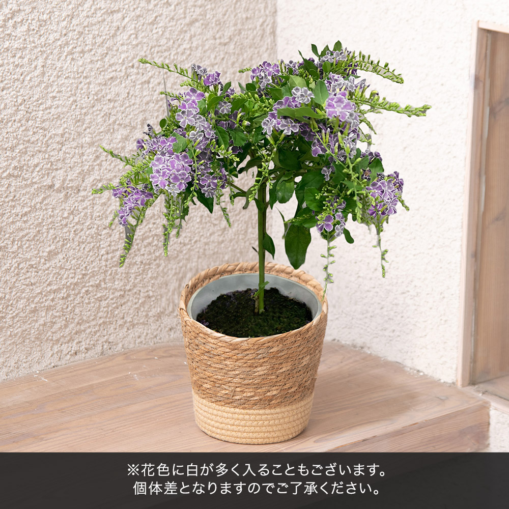 母の日 デュランタ「タカラヅカ」
