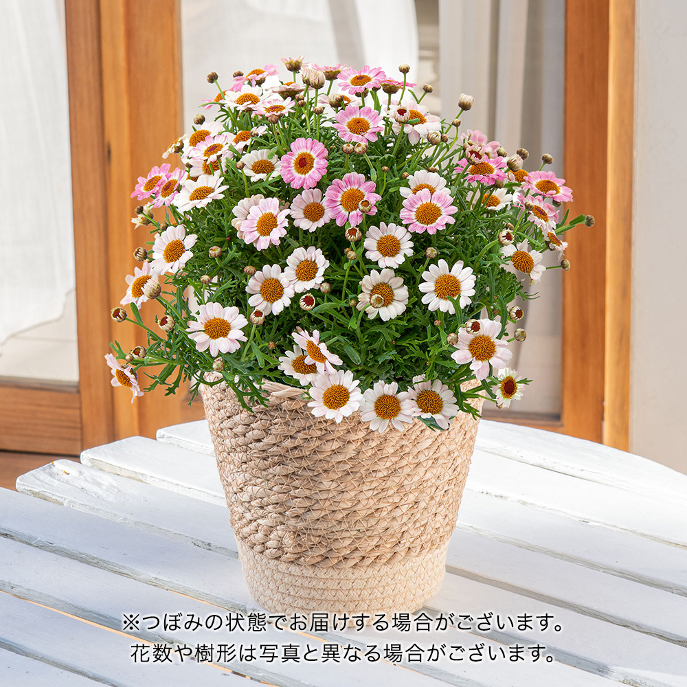 母の日 マーガレット「はなまるホワイト」