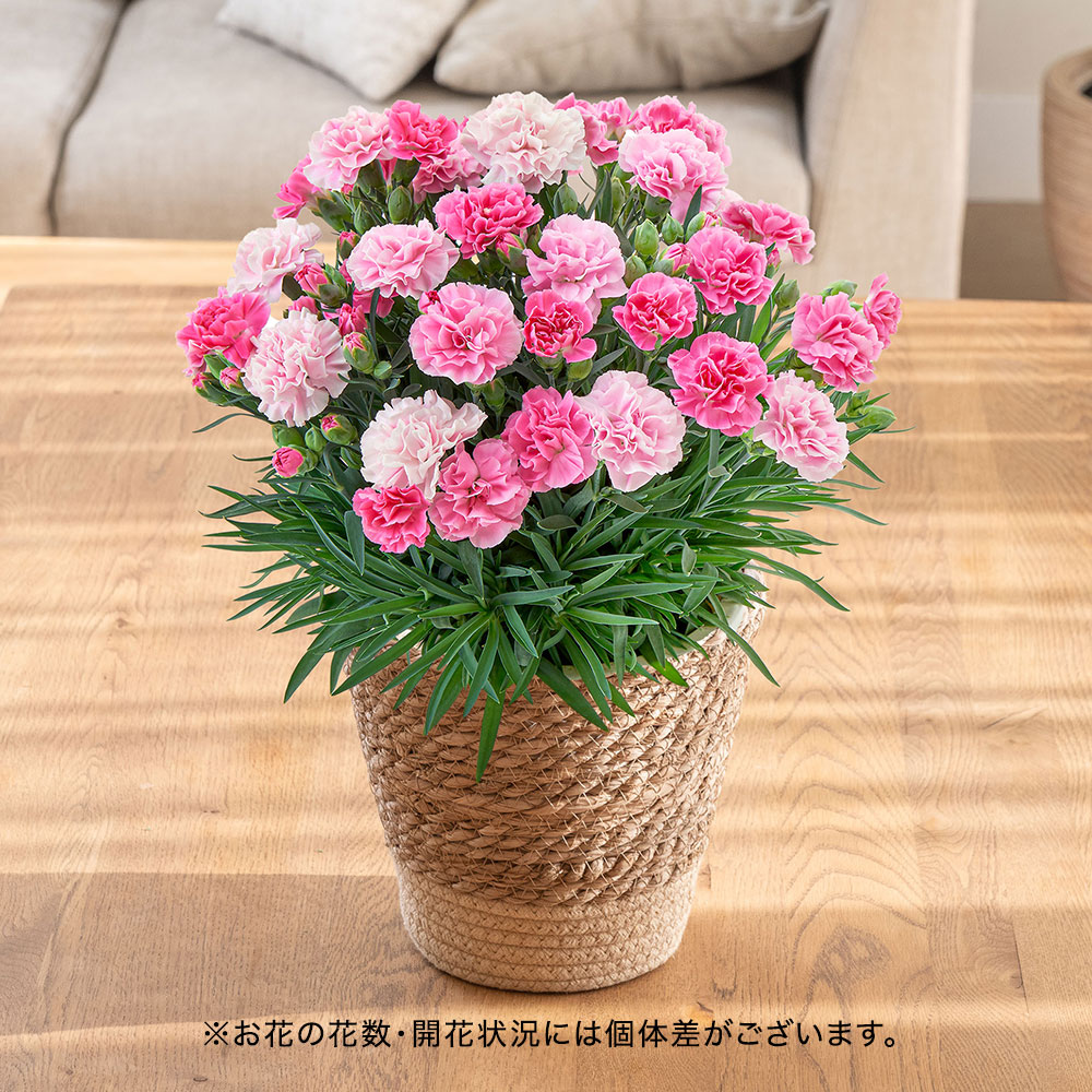 母の日 カーネーション「いちごソフト」