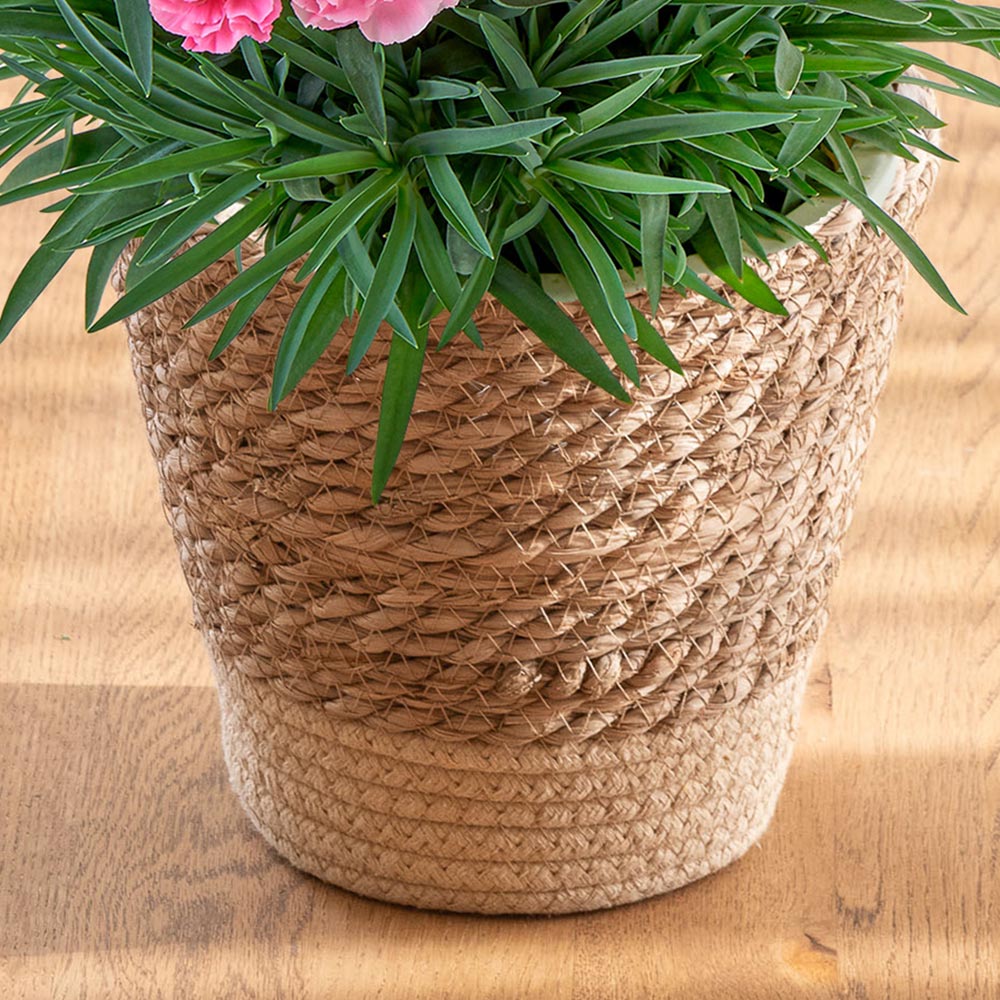 母の日 カーネーション「いちごソフト」