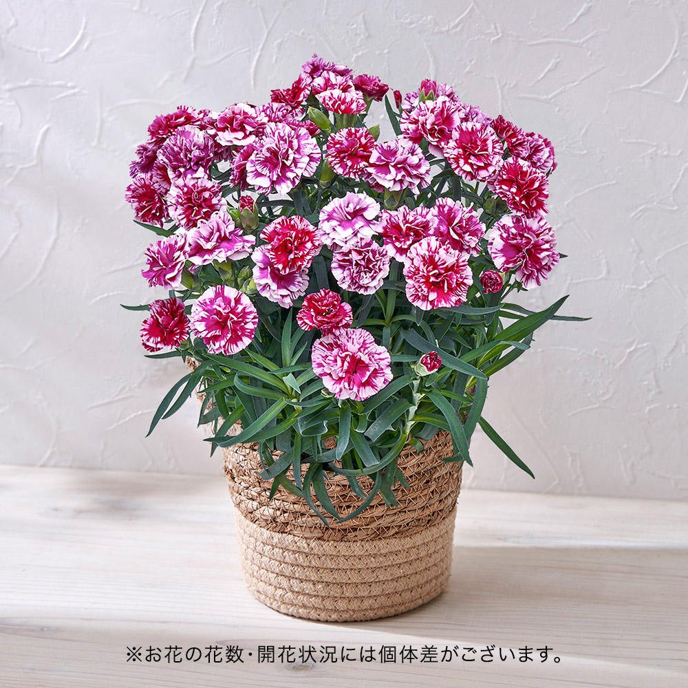 母の日 カーネーション「スカイビュー」