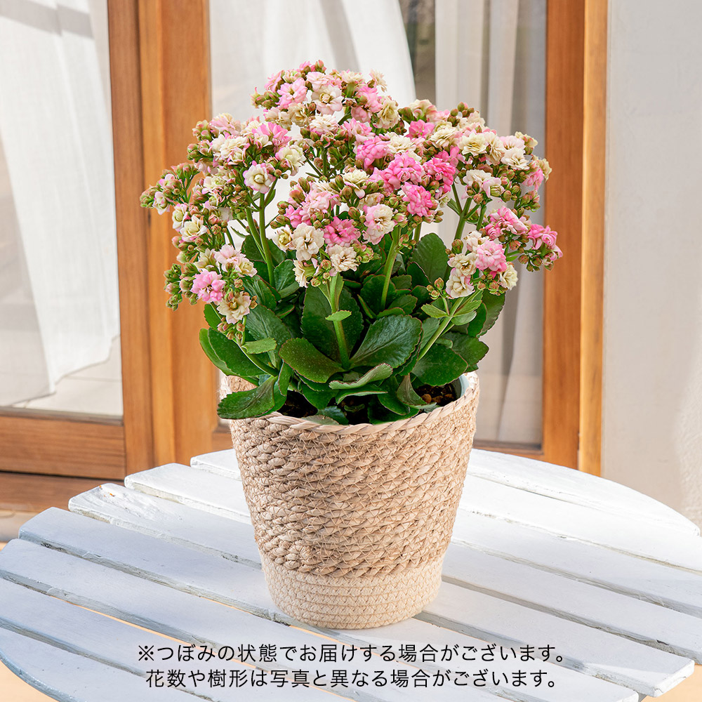 母の日 カランコエ「メイリーブーケ」