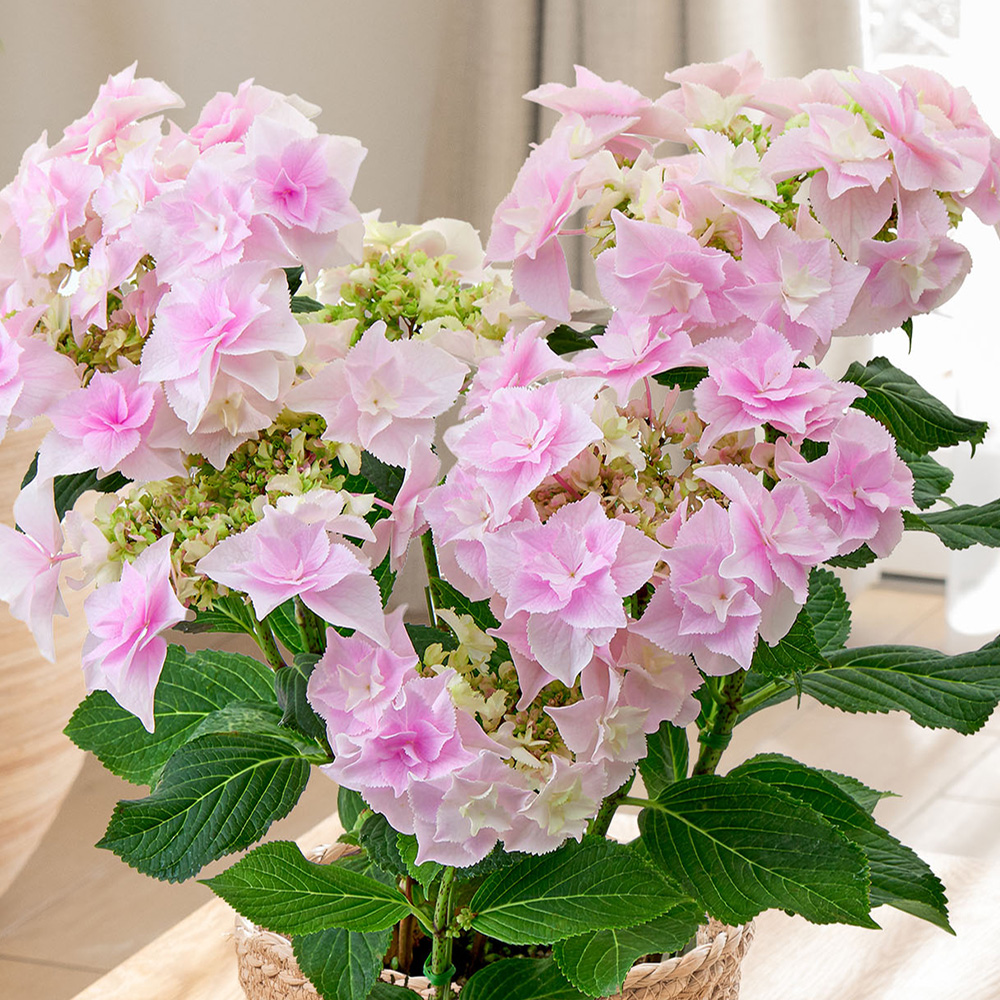母の日 アジサイ「巡恋花」