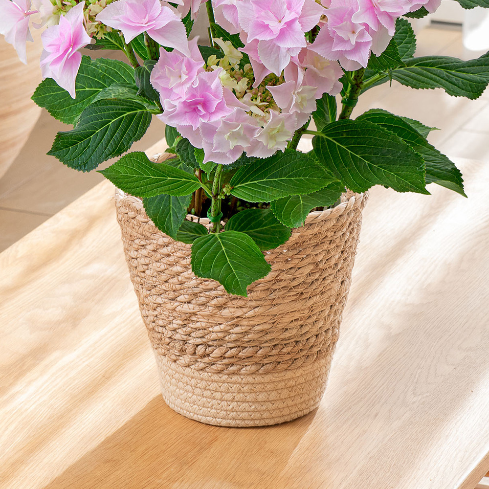 母の日 アジサイ「巡恋花」