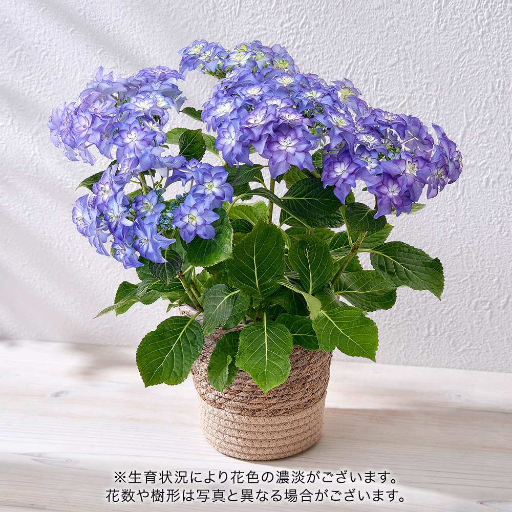 母の日 大栄花園 アジサイ「カサノバブルー」