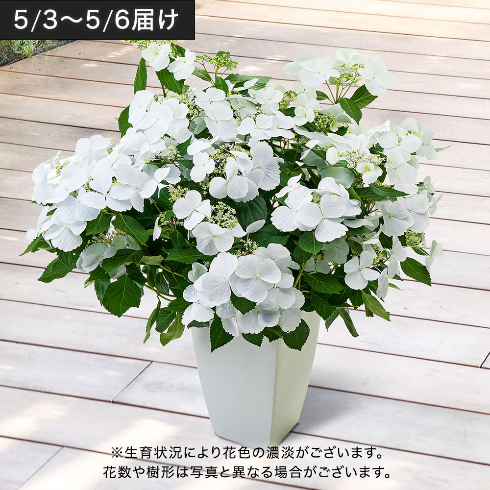 母の日 【5/3～5/6お届け限定】アジサイ「ラグランジア」7号