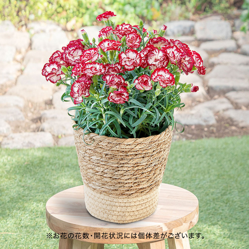 母の日 カーネーション「リトルウィッチ」