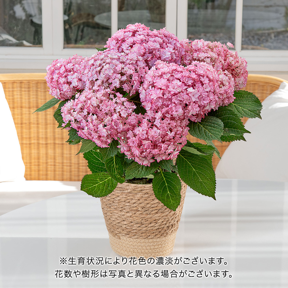 母の日 アジサイ「ヒナマツリルナ ピンク」
