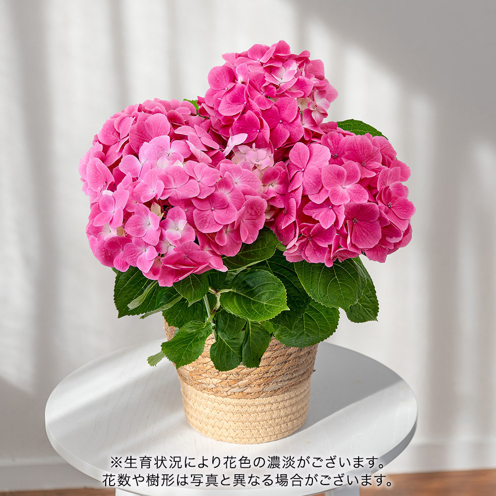 母の日 菱沼園芸 アジサイ「ピーチ姫」