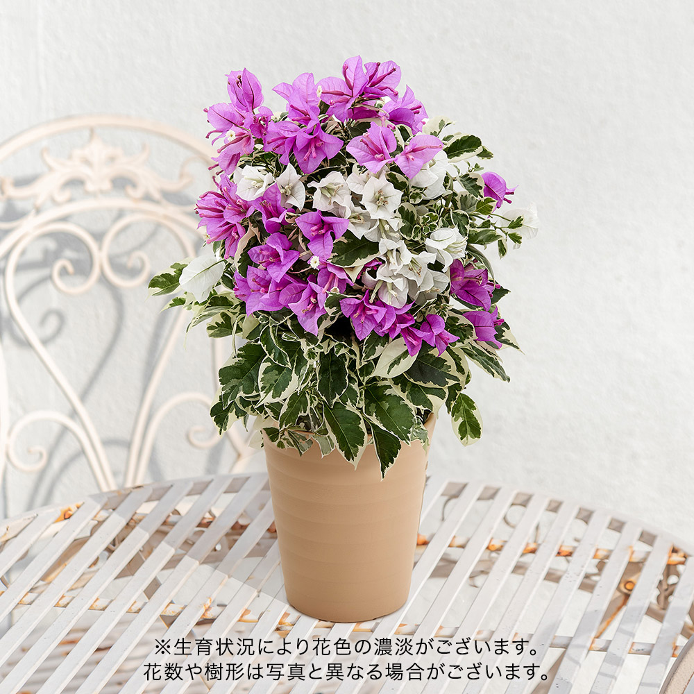 母の日 ブーゲンビリア「ブルーハワイ」