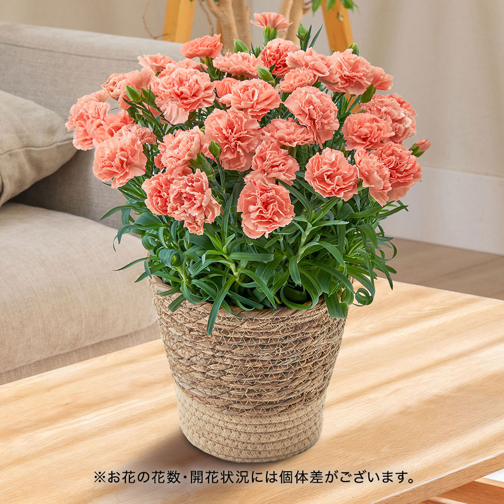 母の日 カーネーション「オレンジジェラート」