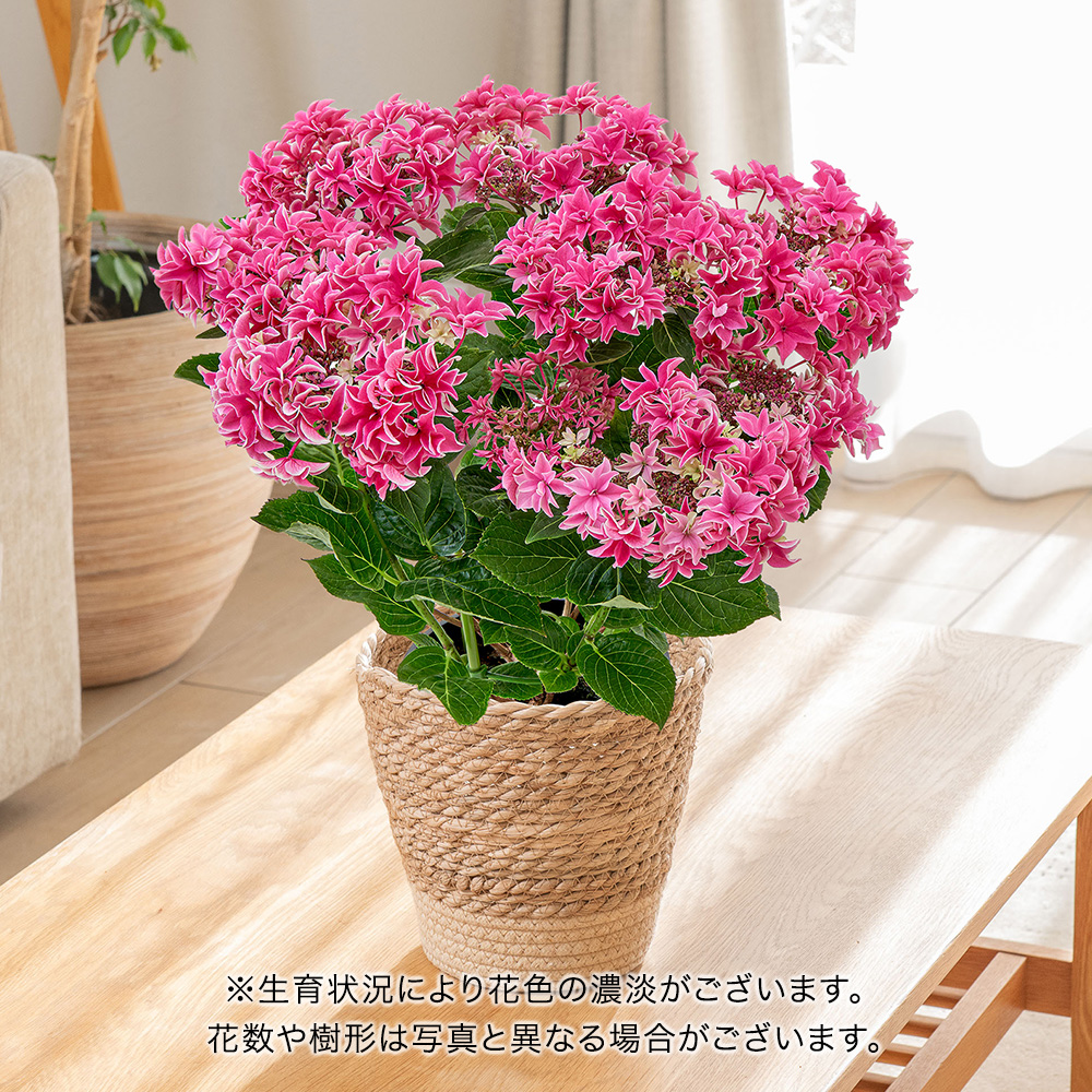 母の日 アジサイ「月虹（げっこう）ピンク」