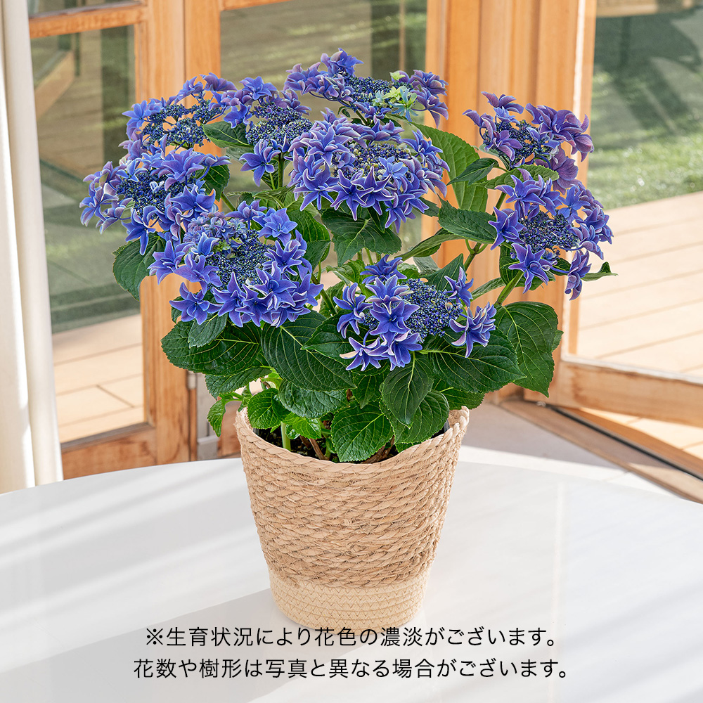 母の日 アジサイ「月虹（げっこう）ブルー」
