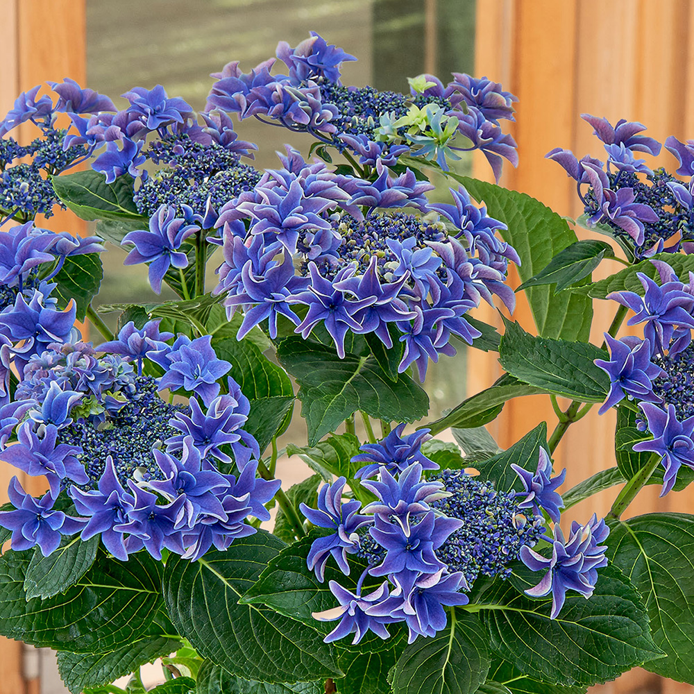 母の日 アジサイ「月虹（げっこう）ブルー」