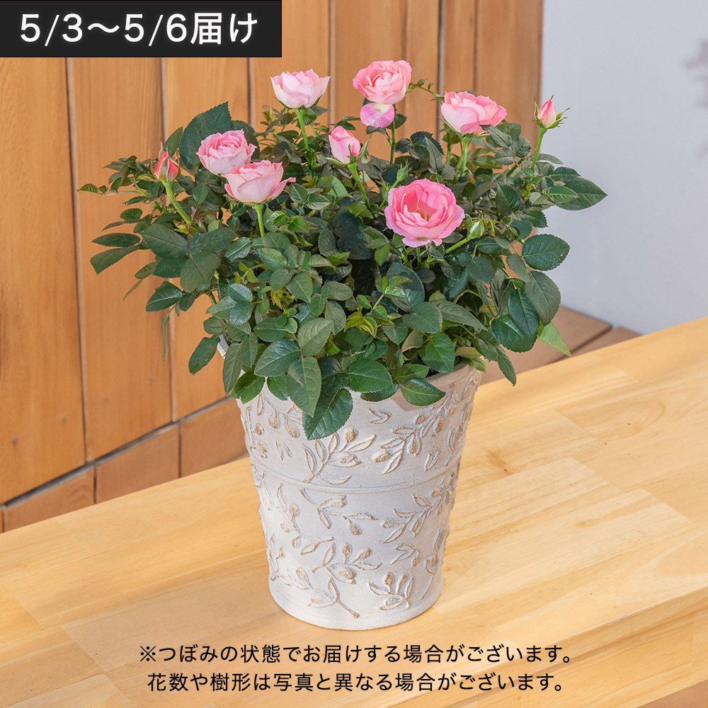 母の日 【5/3～5/6お届け限定】大西 隆コレクション ミニバラ「チュチュオプティマ」