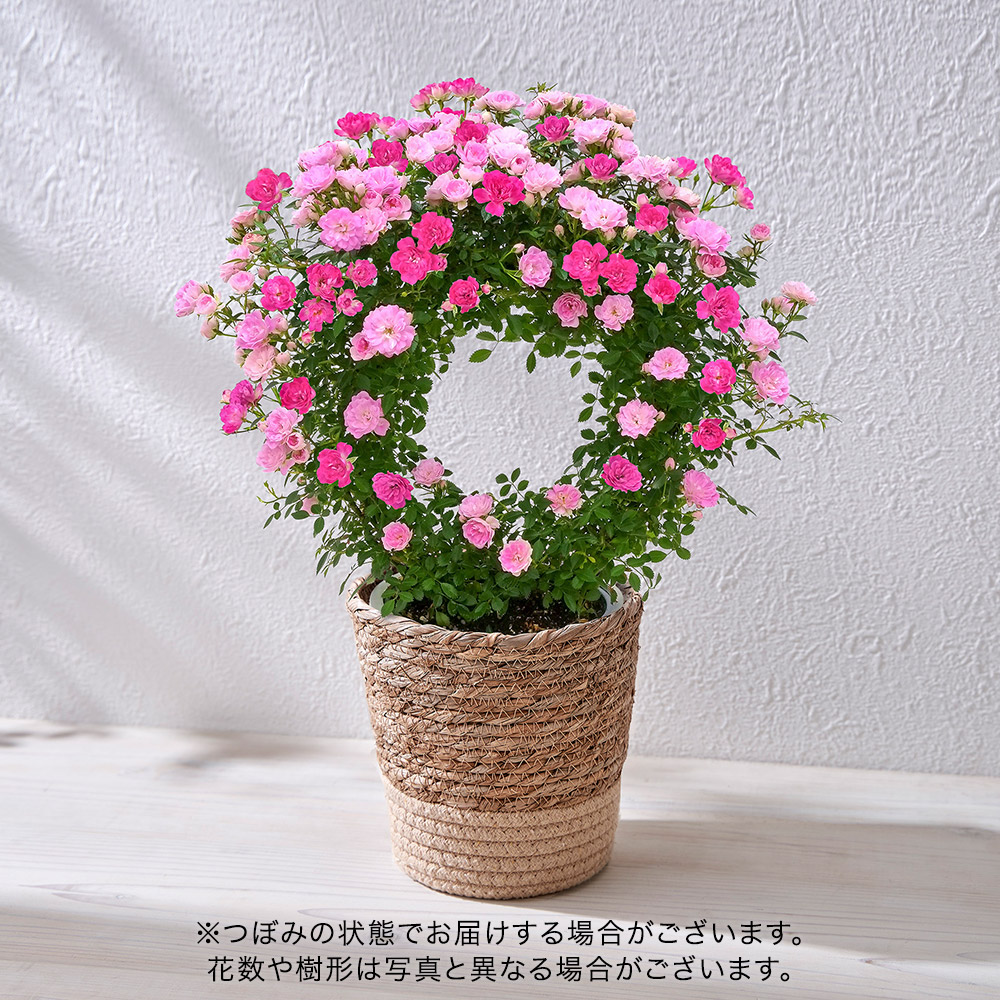 母の日 つるバラ（ピンク2色）リング仕立