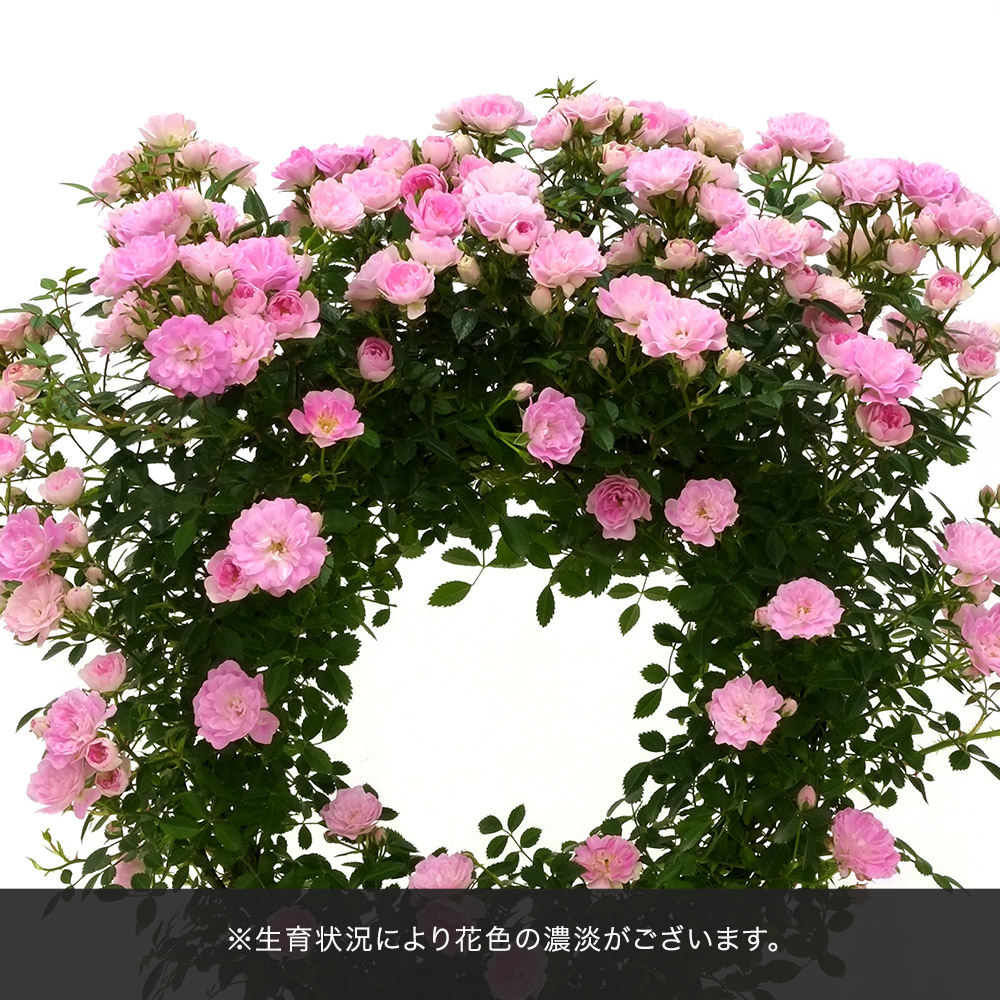 母の日 つるバラ（ピンク2色）リング仕立