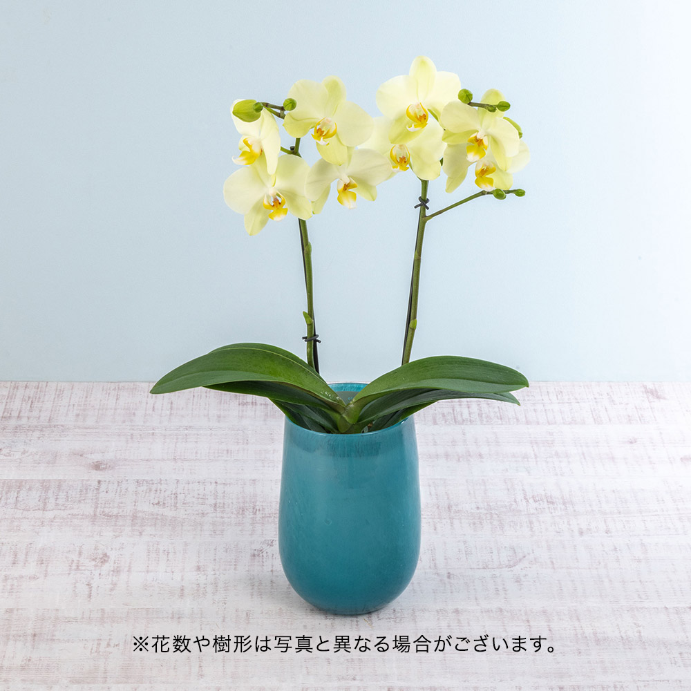 母の日 お手入れ簡単ミディ胡蝶蘭「カーリー」