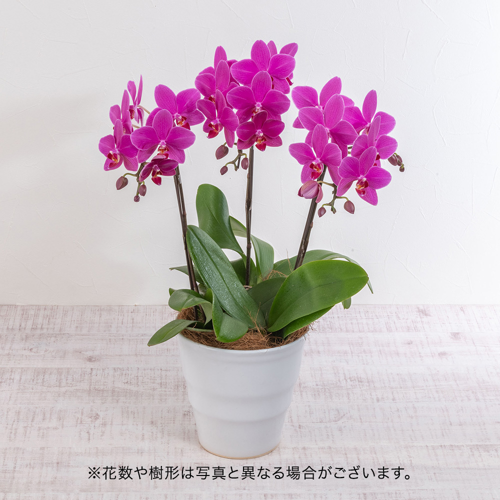 母の日 ミディ胡蝶蘭「ピカソ」