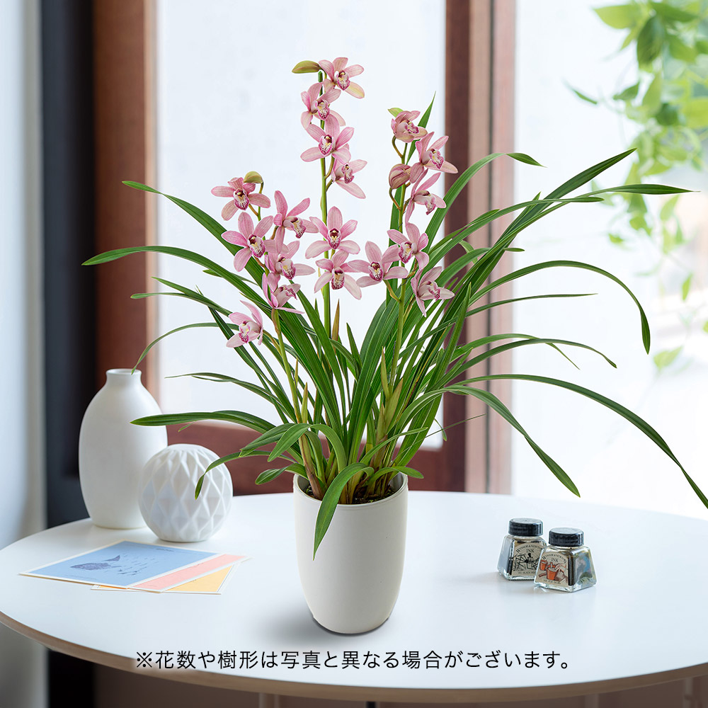 母の日 シンビジウム「ありがとう」3本立ち