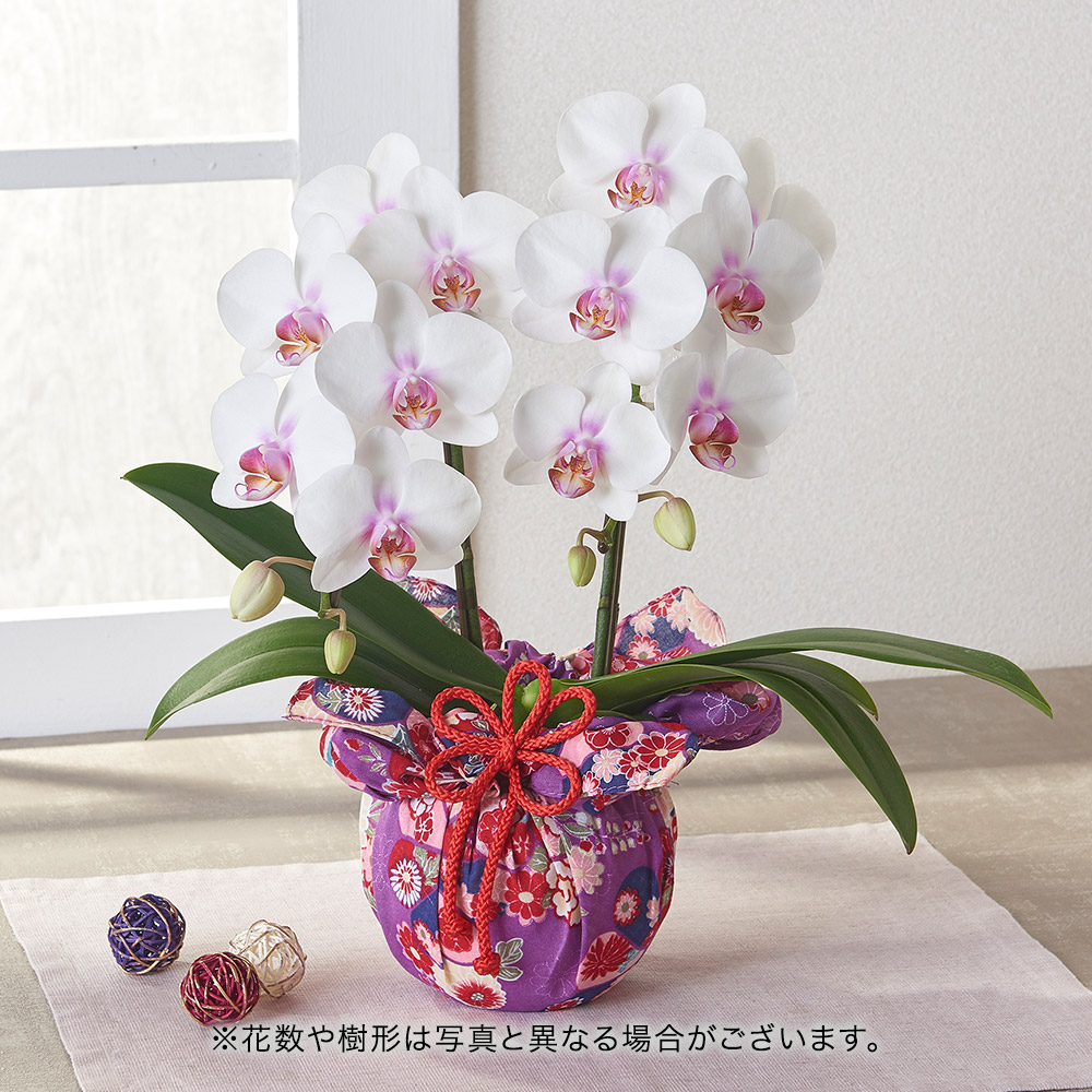母の日 ミディ胡蝶蘭 和風ラッピング