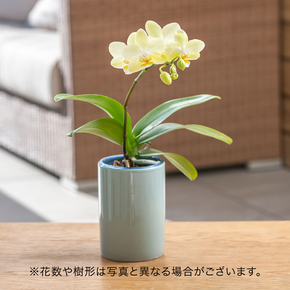 母の日 ミディ胡蝶蘭（イエロー系）1本立ち