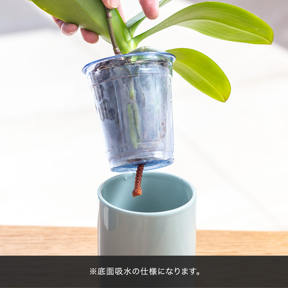 母の日 ミディ胡蝶蘭（イエロー系）1本立ち