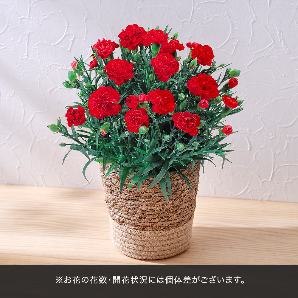 母の日 銀座千疋屋「銀座ゼリー」とカーネーション鉢（レッド）のセット