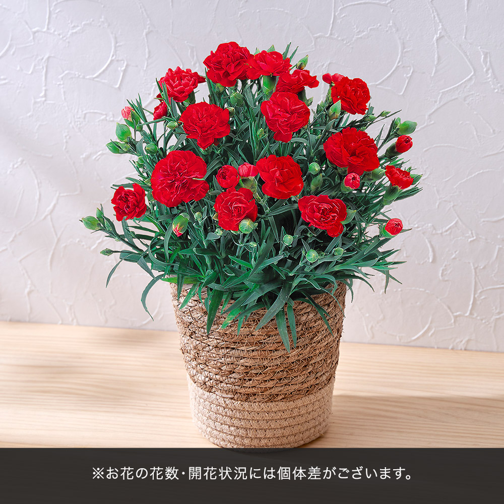 母の日 とらや「母の日水羊羹6個入」とカーネーション鉢（レッド）のセット