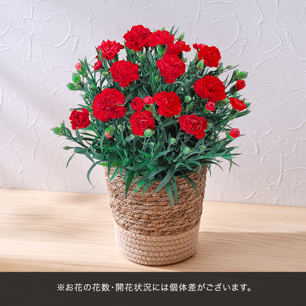 母の日 文明堂「特撰五三カステラ」とカーネーション鉢（レッド）のセット