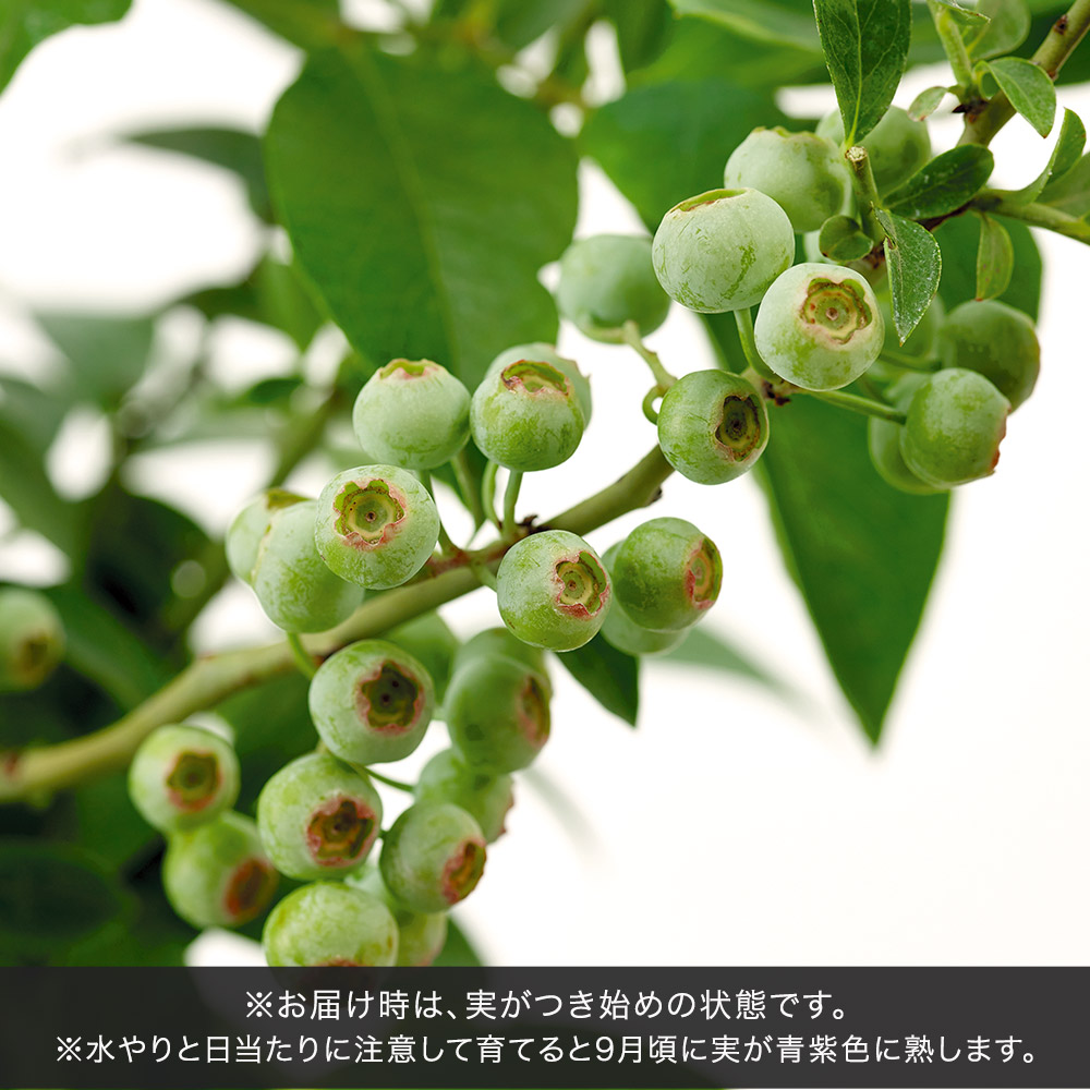 父の日 ブルーベリー2本植え