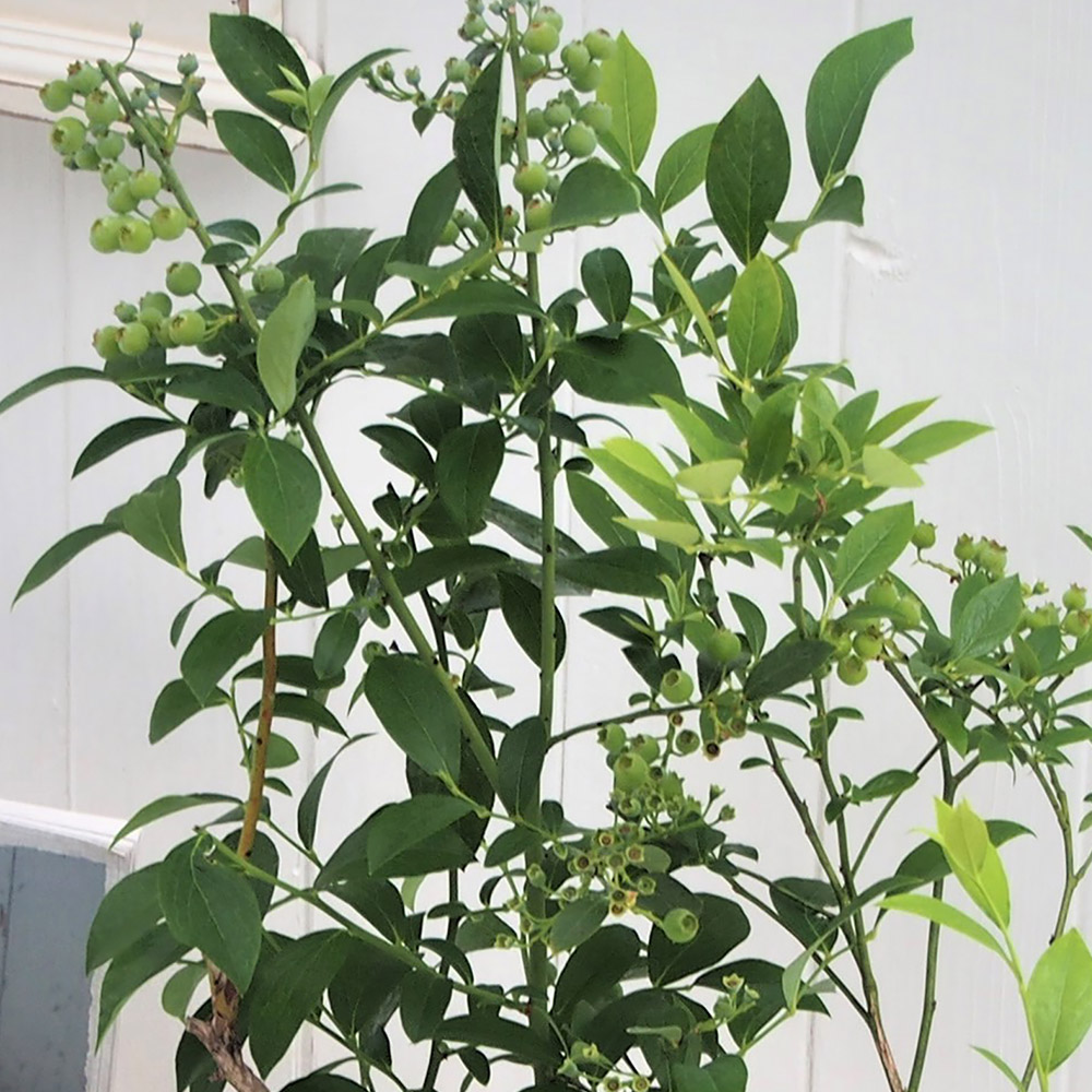 父の日 ブルーベリー2本植え