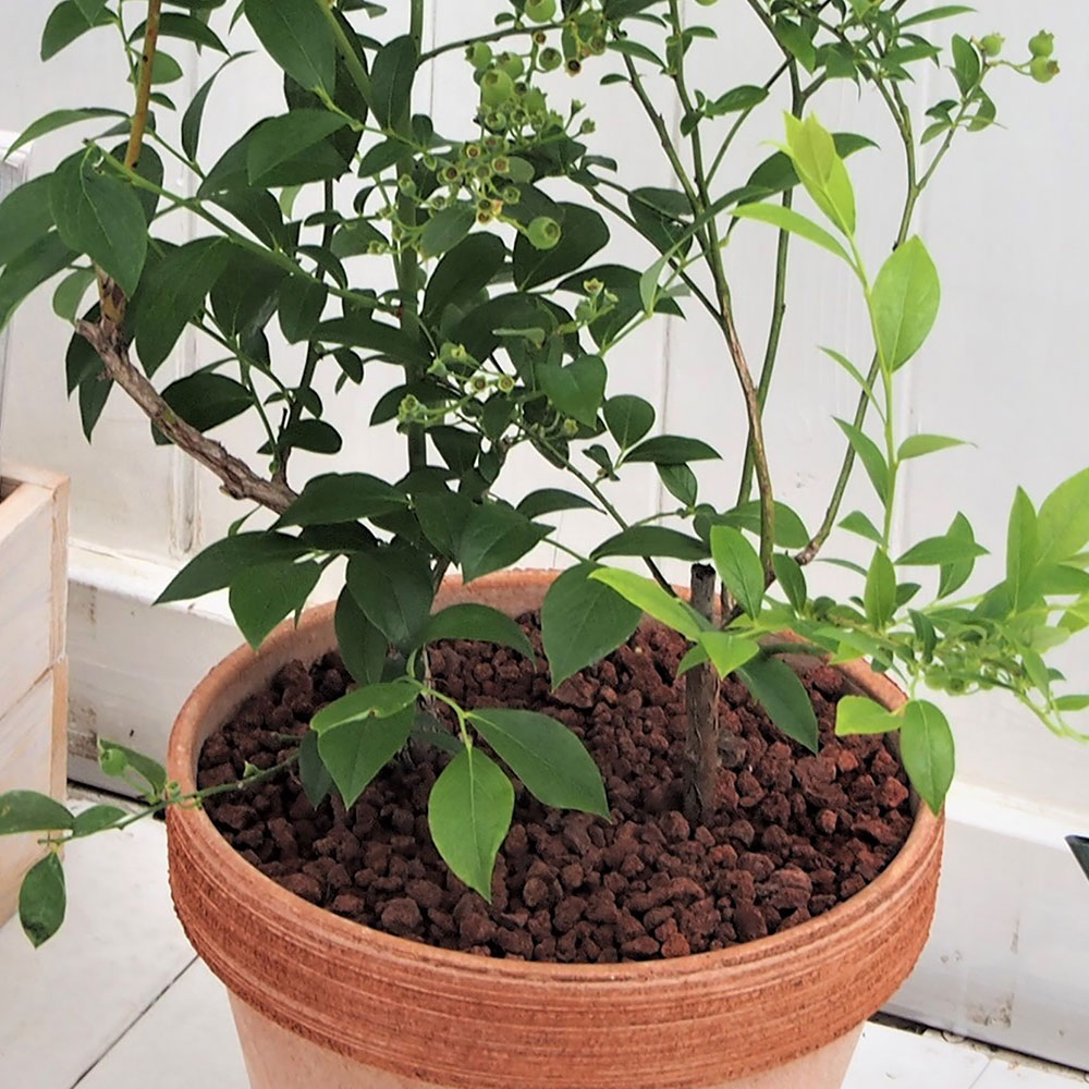 父の日 ブルーベリー2本植え