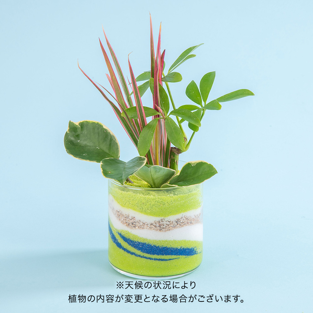 父の日 カラーサンド観葉植物寄せ植え